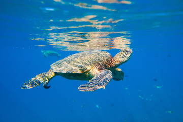 Fototapeta premium green sea turtle swimming in ocean sea