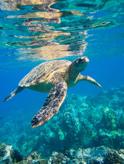 groene zeeschildpad die in oceaanzee zwemt
