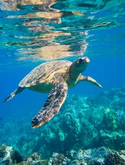 Keuken foto achterwand Schildpad groene zeeschildpad die in oceaanzee zwemt