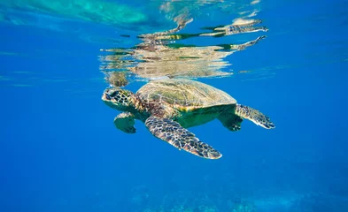 Zelfklevend Fotobehang Schildpad groene zeeschildpad die in oceaanzee zwemt
