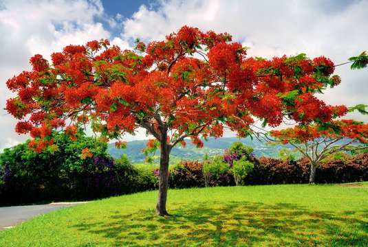 Flamboyant en fleur en été, La Réunion.