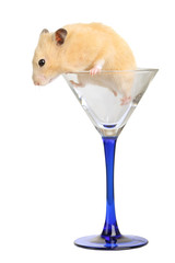 Hamster in glass