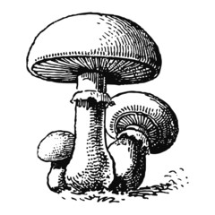 Champignon de Paris