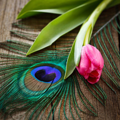 Fototapeta premium peacocks feather and tulip on wooden board