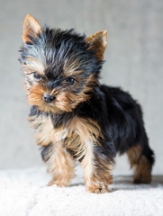 Yorkshire Terrier Puppy