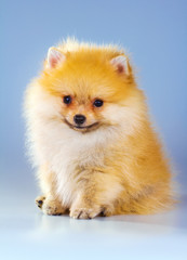 Pomeranian puppy