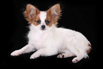 Papillon Puppy