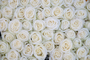 Panele Szklane  grupa białych róż po deszczu