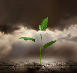 Plant growing trough dead ground.