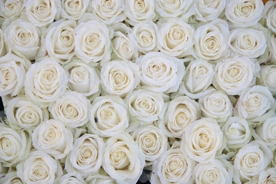 group of white roses after a rainshower