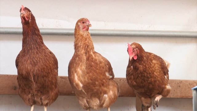 Chickens in a brooder house