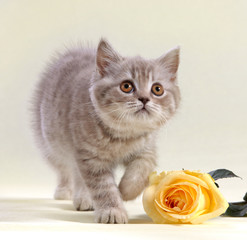 kitten and yellow rose