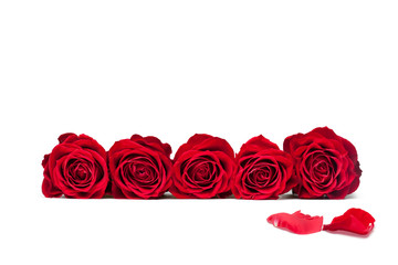 beautiful close-up red rose over white background