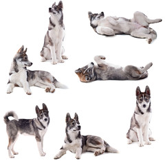 montage husky © Magalice