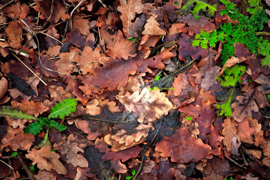 Background from the fallen down leaves