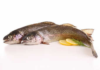 isolated trout