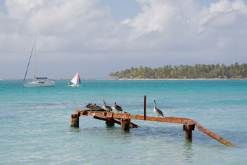 Pelikane auf der französischen Insel Guadeloupe