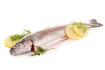 isolated trout