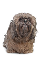 Brown Shih Tzu dog