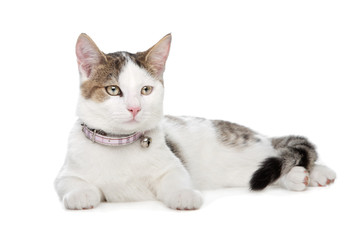 Obraz premium short-haired cat