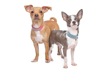 chihuahua and a mix miniature pincher