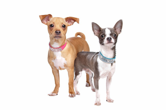 chihuahua and a mix miniature pincher