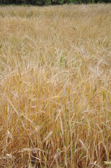 Yellow wheat on a grain field in summer just before harvest