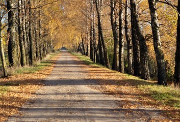 Fototapeta na wymiar Autumn birches alley