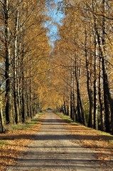 Autumn birches alley
