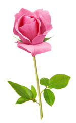 Isolated flower. Beautiful pink rose on white background