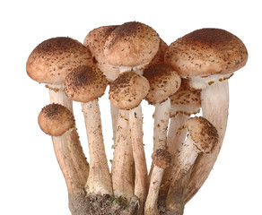 Isolated mushrooms. Bunch of honey fungus (Armillaria) isolated on white background