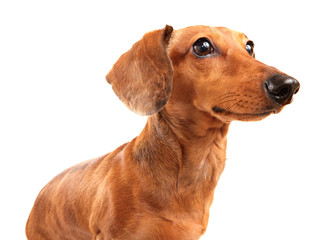 dachshund dog