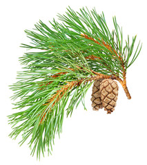 Isolated branch. Pine tree branch with cones isolated on white background
