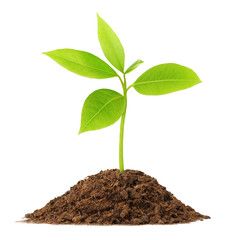 Isolated plant. Young green sprout growing from pile of soil isolated on white background