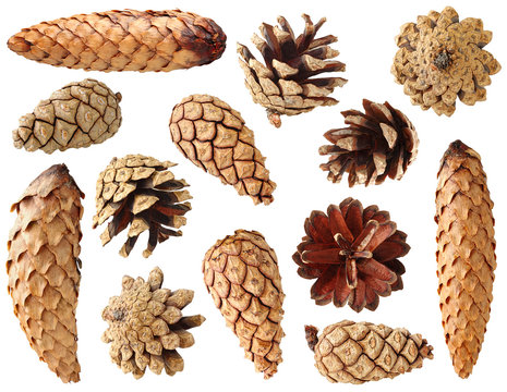 Isolated cones. Collection of fir and pine tree cones isolated on white background