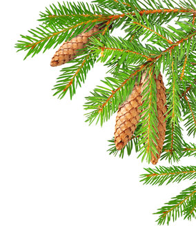 Isolated tree branch. Corner design element, fir branches with cones isolated on white background