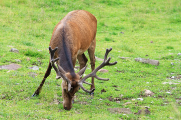 wild male deer - cervo maschio