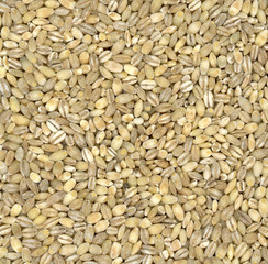 Pearl Barley background