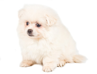 Pomeranian Spitz puppy on a white background