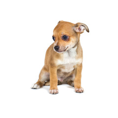 chihuahua puppy in front of a white background