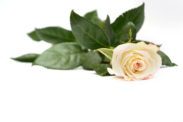 rose