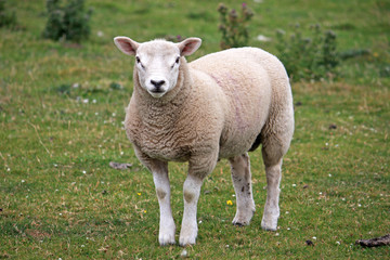 Fototapeta premium sheep