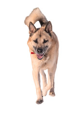 Running dog, isolated on white