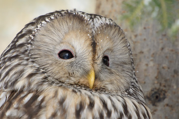 Habichtskauz, Ural Owl, Strix uralensis