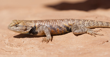 Spiny Lizard