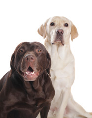 Fototapeta premium Labrador Retriever in braun und blond
