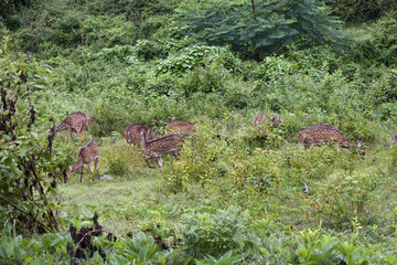 Wild deers (axis axis) in Mudumalai National Park, India