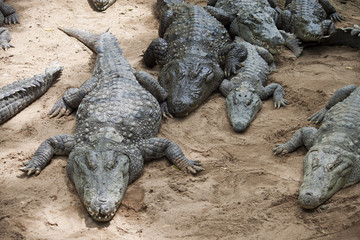Mugger or Marsh Crocodile (Crocodylus palustris)
