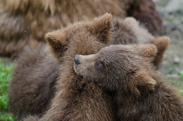 Fototapeta premium Grizzly bear cubs