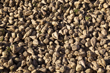 sugar beet field